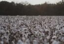 Indian Government released 2 new varieties of Cotton for Farmers