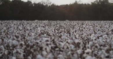 Indian Government released 2 new varieties of Cotton for Farmers