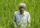 Indian Government released 23 new varieties of 13 crops for Madhya Pradesh Farmers