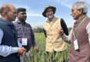 India transforms wheat for the world