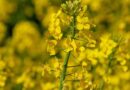 China grants import authorization for GM canola that can withstand herbicides.