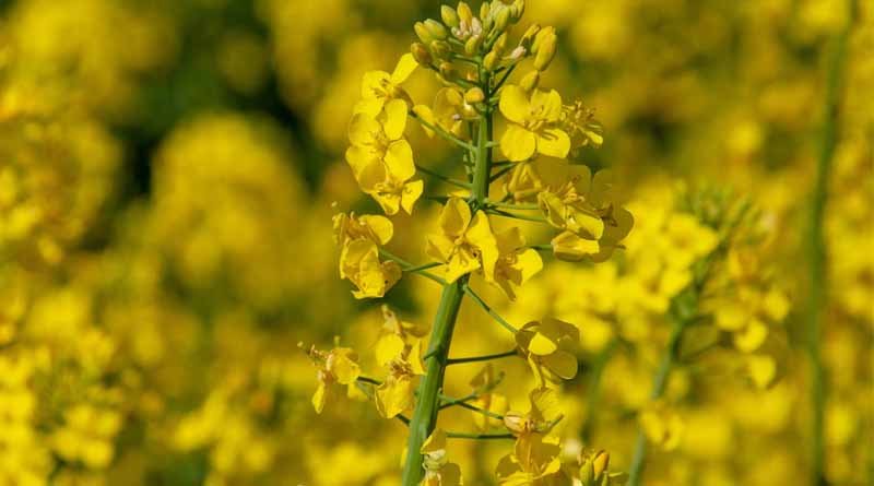 China grants import authorization for GM canola that can withstand herbicides.