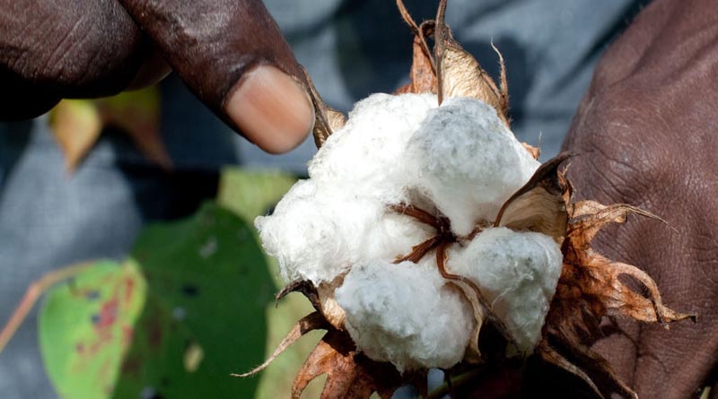 Making cotton sustainable requires science, investment and governance