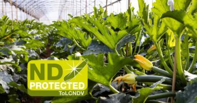 Syngenta Introduces Two New ToLCNDV Resistant Squash Varieties for Mediterranean Basin