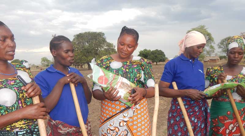 Sorghum seed sales profit and empower rural women in Tanzania