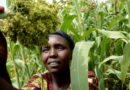 CGIAR's key role in advancing the Glasgow Breakthrough Agenda for climate-resilient agriculture