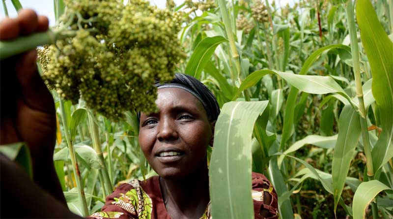 CGIAR's key role in advancing the Glasgow Breakthrough Agenda for climate-resilient agriculture