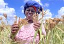 Drought Tolerant seeds begin to bear fruit in Taita-Taveta, Kenya