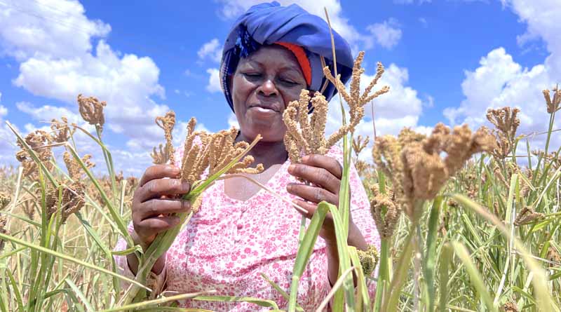 Drought Tolerant seeds begin to bear fruit in Taita-Taveta, Kenya