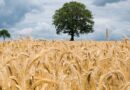 18 Latest high yielding climate resilient bio-fortified varieties of wheat