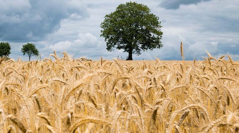 18 Latest high yielding climate resilient bio-fortified varieties of wheat