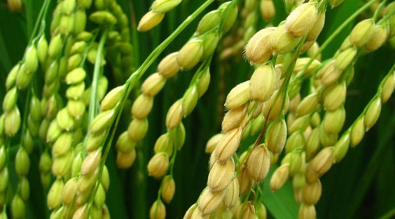 Measures for reducing the cost of cultivation of Rabi/Boro rice for the farmers