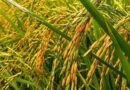 Short-duration Rice varieties suitable for Rabi/Boro cultivation