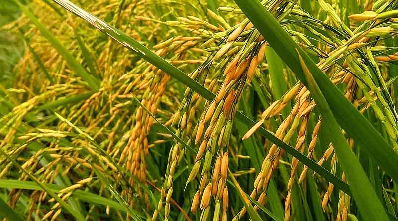 Short-duration Rice varieties suitable for Rabi/Boro cultivation