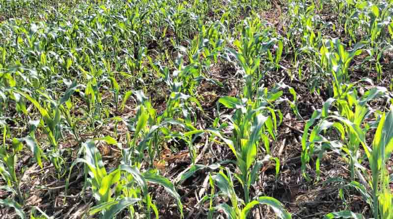 Finding Fertilizer + Soil Moisture Management Options For Maize With On-Farm Experimentation