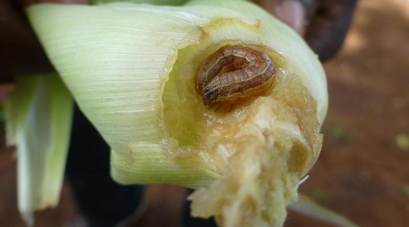 CABI study unearths important lessons for the fight against fall armyworm