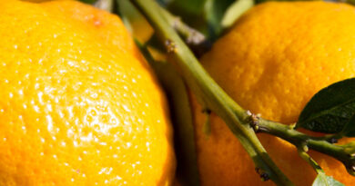 UF hopes to speed solutions to citrus greening, other crop diseases with new center