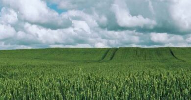 Dispelling the nitrogen myth: less nitrogen-based fertilizers for more food security