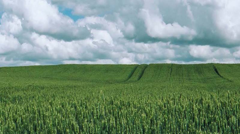 Dispelling the nitrogen myth: less nitrogen-based fertilizers for more food security
