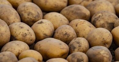 Trends in Potato Technologya