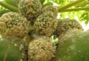 Study shows “strong evidence of exceptional efficiency” of biological control agent against papaya mealybug pest