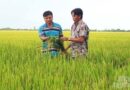 Transforming rice value chain to combat climate change