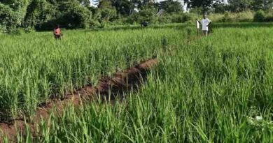 Climate-Smart, Market Responsive Solutions For Upland Rice Farmers In Uganda