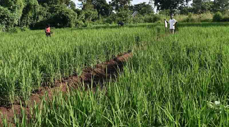 Climate-Smart, Market Responsive Solutions For Upland Rice Farmers In Uganda