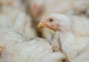USAID-funded TRANSFORM project secures additional private sector support for antimicrobial use stewardship principles, now includes over 30% of global broiler production
