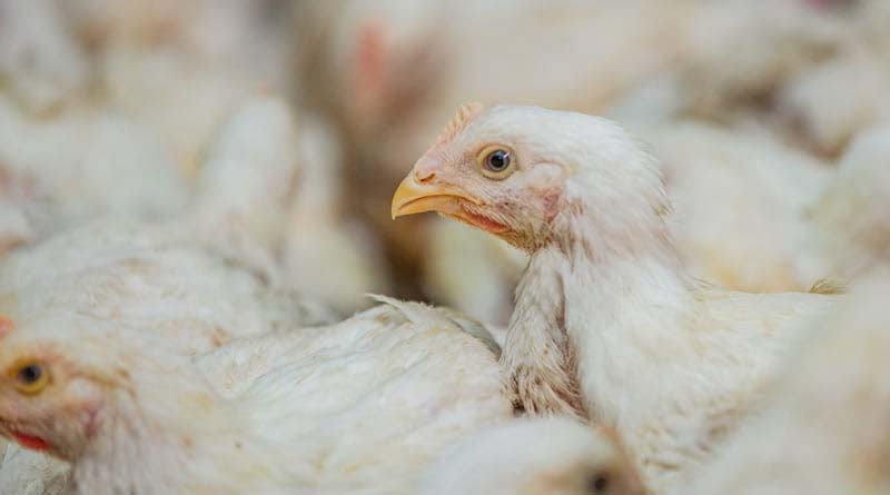 USAID-funded TRANSFORM project secures additional private sector support for antimicrobial use stewardship principles, now includes over 30% of global broiler production