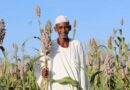 Sudan: FAO reaches one million farming households since the outbreak of conflict