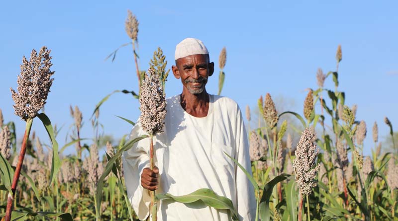 Sudan: FAO reaches one million farming households since the outbreak of conflict