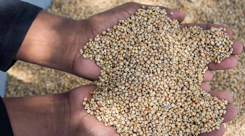 The role of seeds in transforming agrifood systems under the spotlight