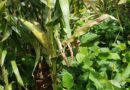 LIPS Zimbabwe empowering farmers through innovative intercropping trials