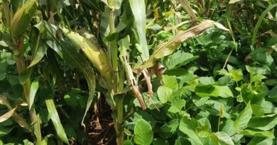 LIPS Zimbabwe empowering farmers through innovative intercropping trials