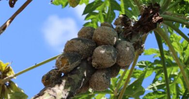 Kenyan farmer perceptions of biological control of papaya mealybug