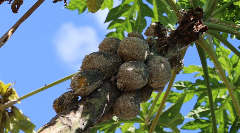 Kenyan farmer perceptions of biological control of papaya mealybug