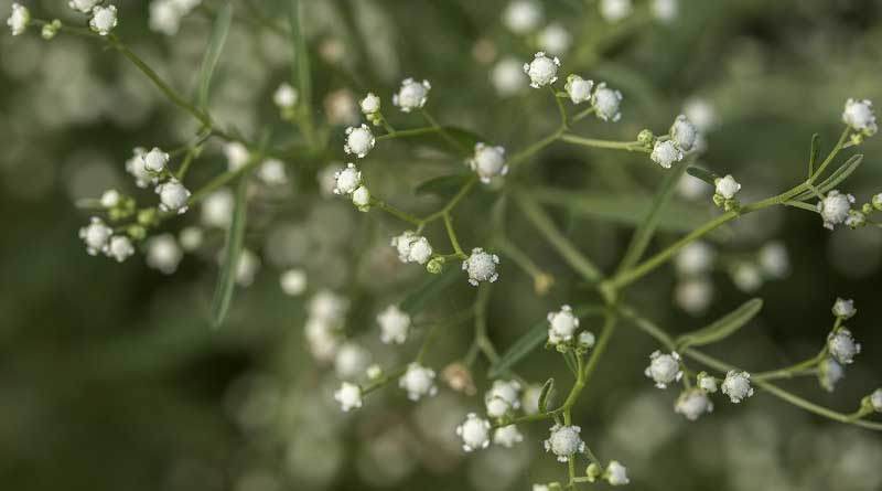 Biocontrol agent released to safeguard crops from parthenium weed in Pakistan