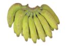 Banana Variety Virupakshi (AAB)