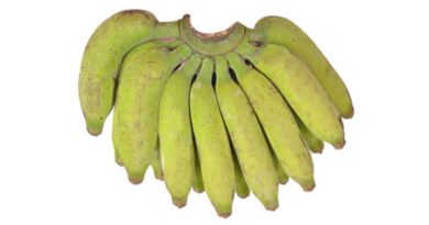 Banana Variety Virupakshi (AAB)