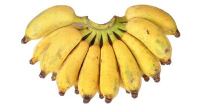 Banana Variety Karpuravalli (ABB)