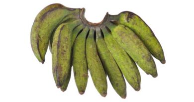 Banana Variety Pacha Nadan (AAB)