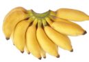 Banana Variety Ney Poovan (AAB)
