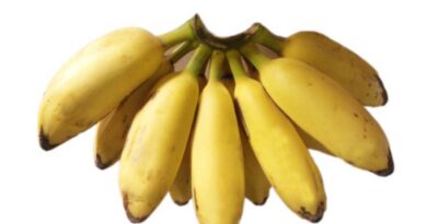 Banana Variety Peyan (AAB)