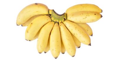 Banana Variety Rasthali (AAB)