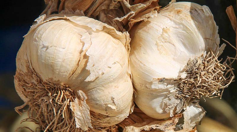 Recommended sowing technique, spacing, and timing for high-yielding garlic crop