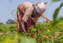 New study highlights positive impact of PlantwisePlus in Ghana on gender-inclusive agricultural extension services