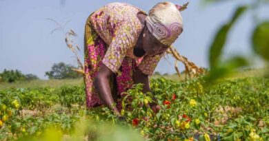 New study highlights positive impact of PlantwisePlus in Ghana on gender-inclusive agricultural extension services