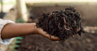 Soil health: why it’s important and how to protect it