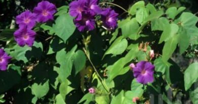 How to Manage Morning Glory in Soybeans